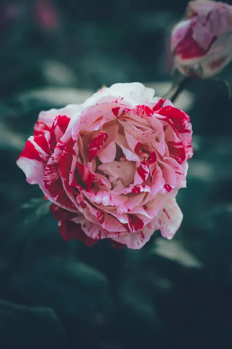 Rosenblätter Handy-Hintergrundbild · petals · 1440×2160