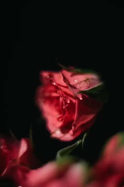 Rose Petals Phone Wallpaper · petals · 1440×2157