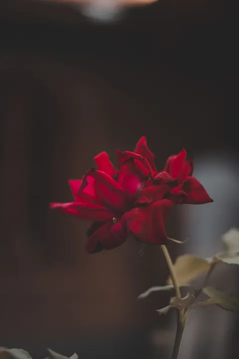 Rose Petals Phone Wallpaper · petals · 1440×2160