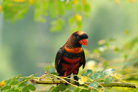उष्णकटिबंधीय पक्षी 4K वॉलपेपर · animals · 3840×2561