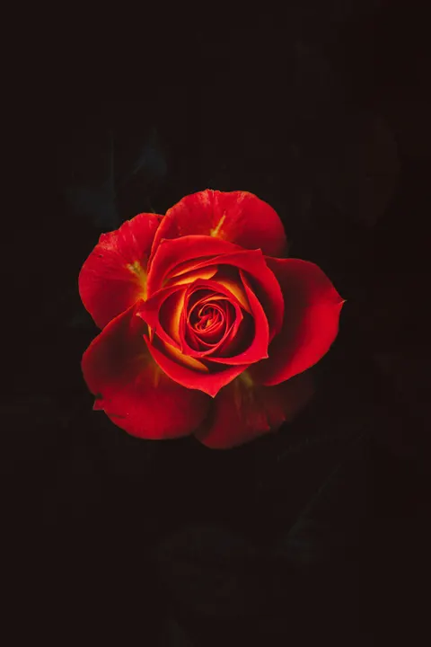 Rose Petals Phone Wallpaper · petals · 1440×2160
