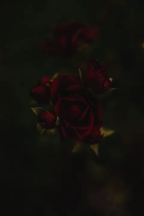 Rose Petals Phone Wallpaper · petals · 1440×2160