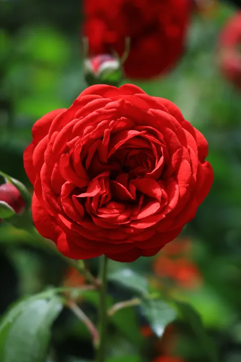 Rose Petals Phone Wallpaper · petals · 1440×2160