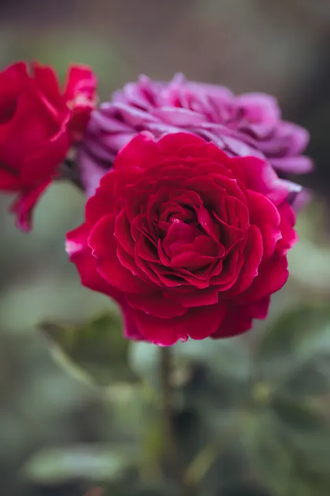 Rose Petals Phone Wallpaper · petals · 1440×2160