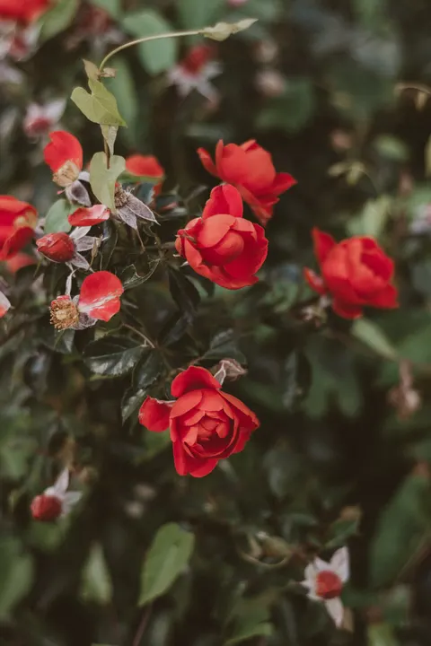Rose Petals Phone Wallpaper · petals · 1440×2160