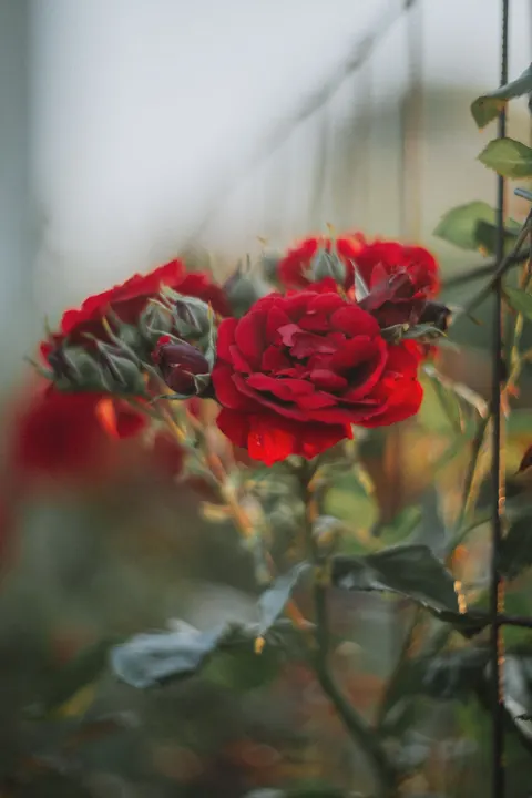 Rose Petals Phone Wallpaper · petals · 1440×2160