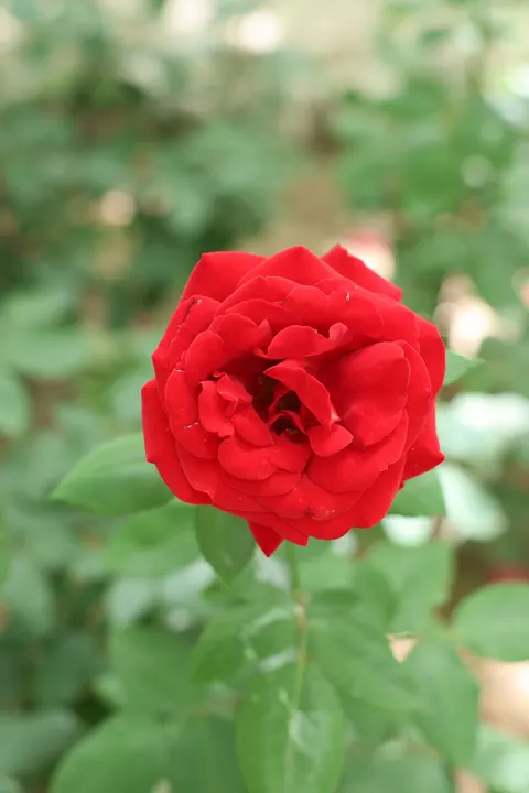 بتلات ورد خلفية للجوال · petals · 1440×2160