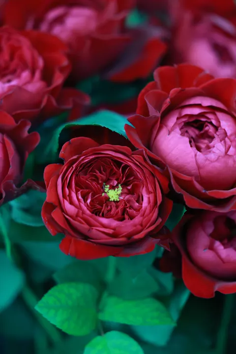 Rose Petals Phone Wallpaper · petals · 1440×2159