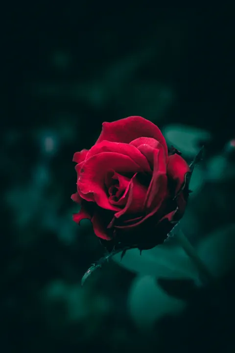 Rose Petals Phone Wallpaper · petals · 1440×2160