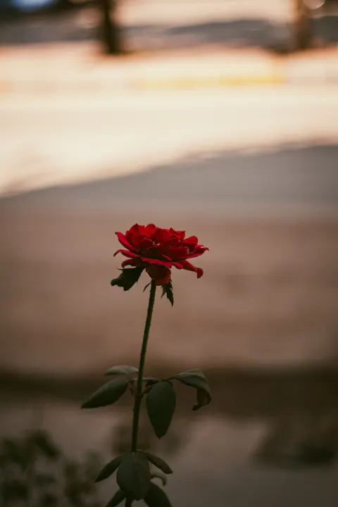 Rose Petals Phone Wallpaper · petals · 1440×2160