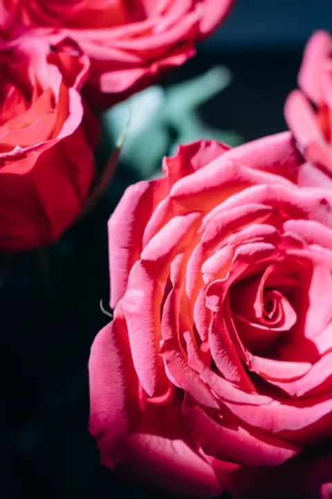 Rose Petals Phone Wallpaper · petals · 1440×2160