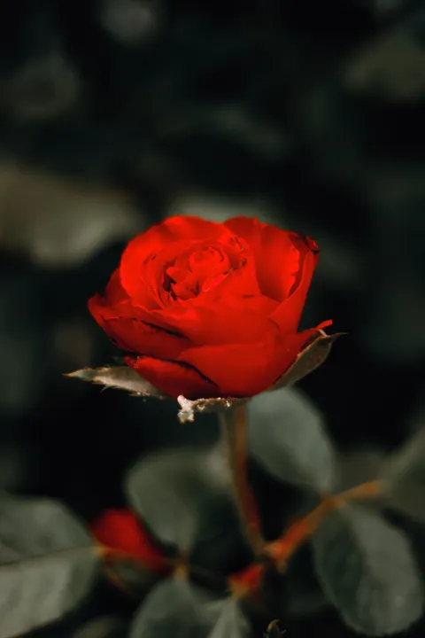 Rose Petals Phone Wallpaper · petals · 1440×2160