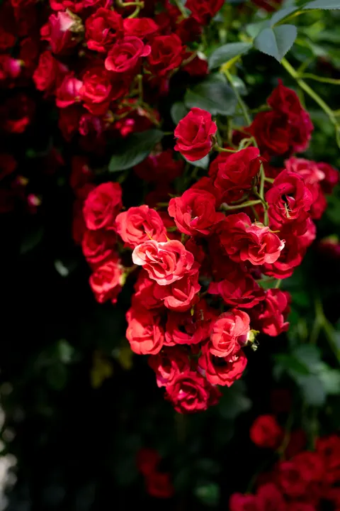 Rose Petals Phone Wallpaper · petals · 1440×2160
