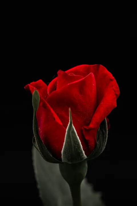 Rose Petals Phone Wallpaper · petals · 1440×2160