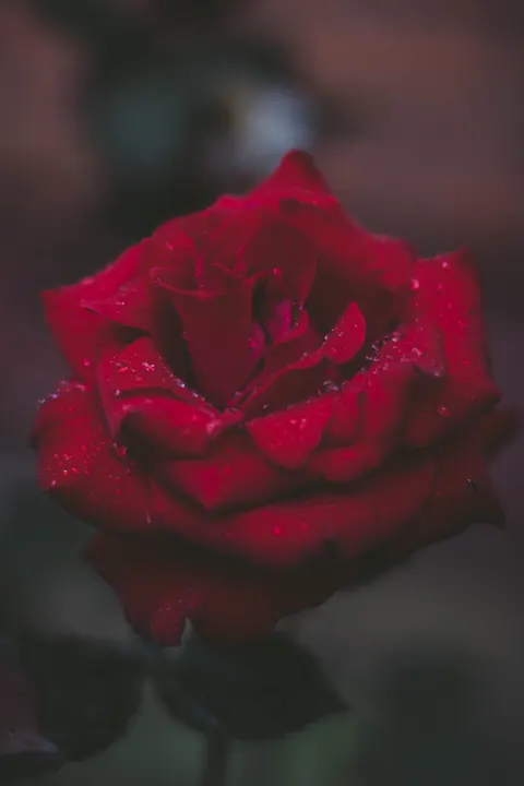 Rose Petals Phone Wallpaper · petals · 1440×2160