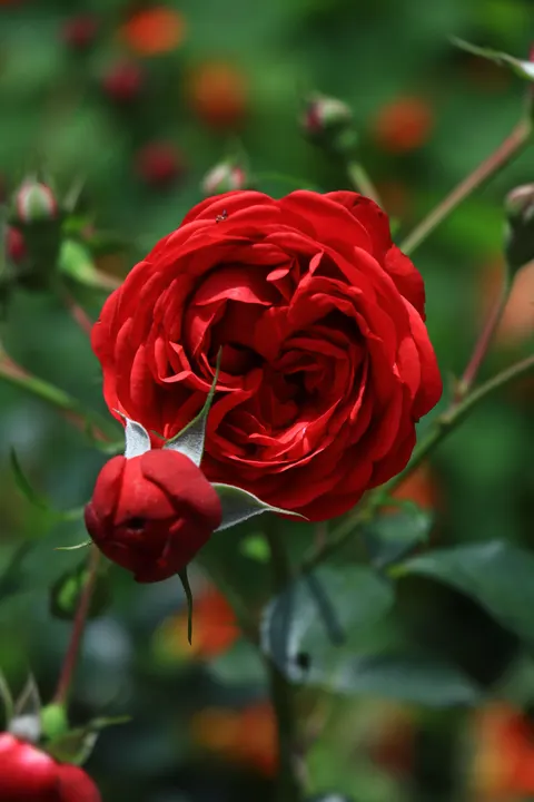 Rose Petals Phone Wallpaper · petals · 1440×2160