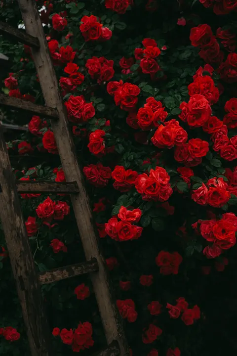 Rose Petals Phone Wallpaper · petals · 1440×2160