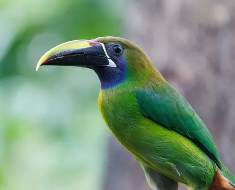 Fondo de pantalla Ave Tropical 4K · animals · 3840×3105