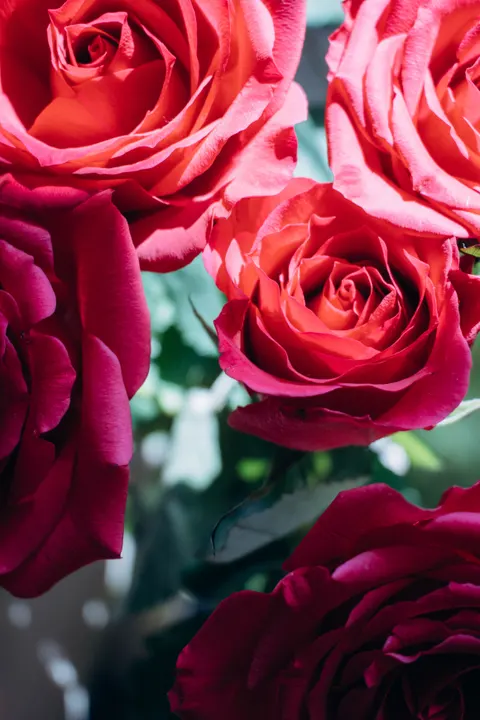 Rose Petals Phone Wallpaper · petals · 1440×2160