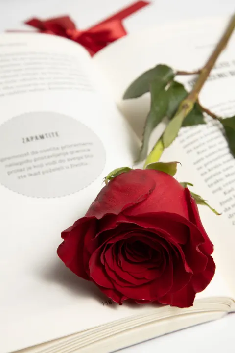 Rose Petals Phone Wallpaper · petals · 1440×2160