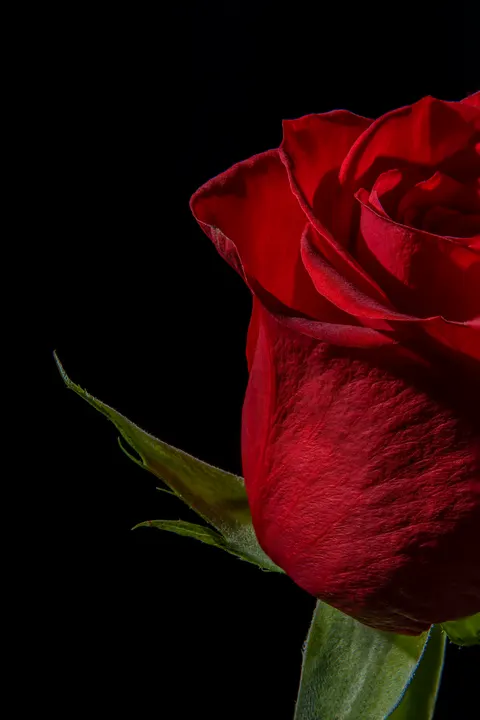 Rose Petals Phone Wallpaper · petals · 1440×2161