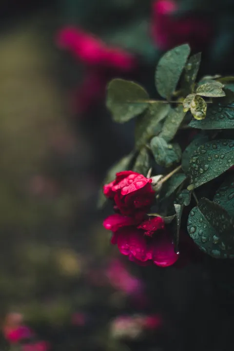 Rose Petals Phone Wallpaper · petals · 1440×2160