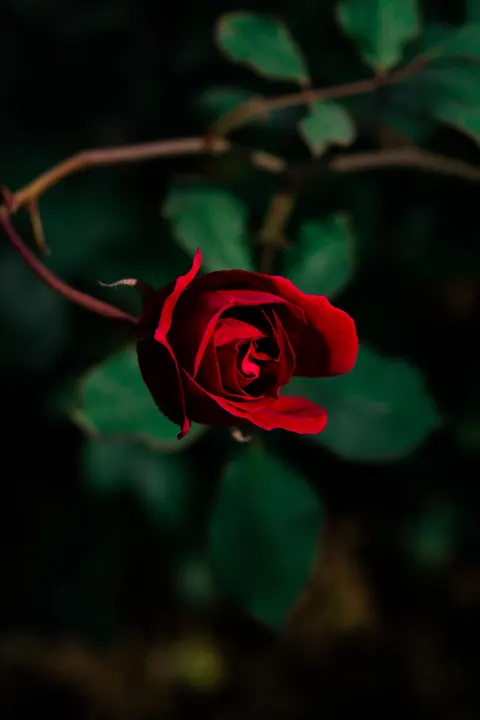 Rose Petals Phone Wallpaper · petals · 1440×2160