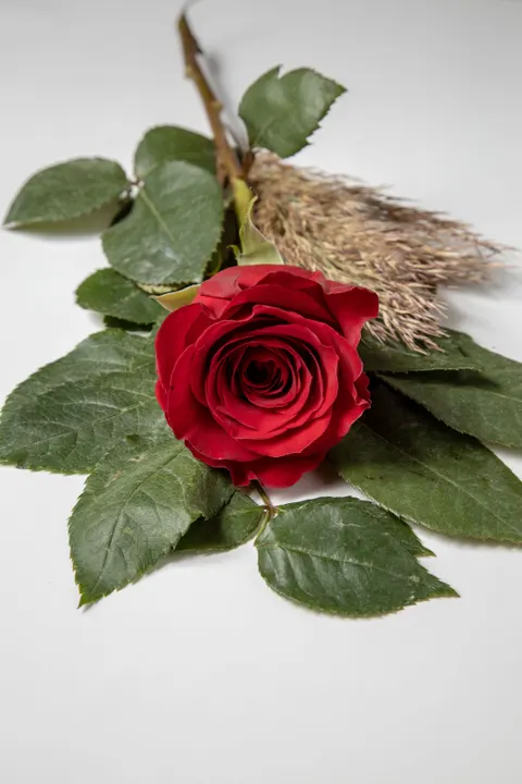 Rose Petals Phone Wallpaper · petals · 1440×2160