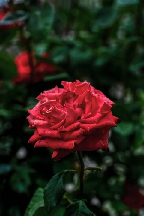 Rosenblätter Handy-Hintergrundbild · petals · 1440×2160
