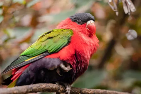 熱帶鳥類 4K桌布 · animals · 3840×2563