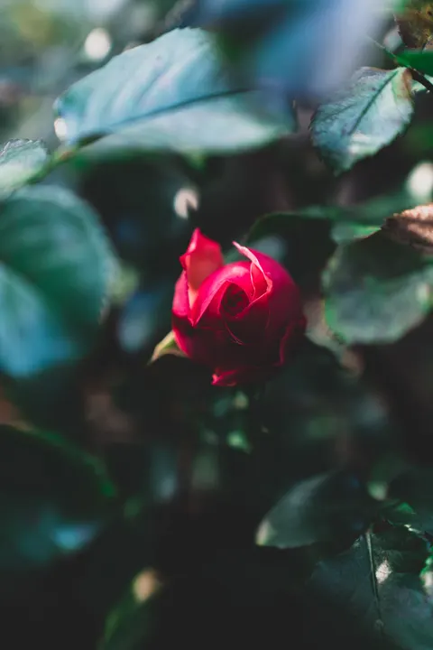 Rose Petals Phone Wallpaper · petals · 1440×2160