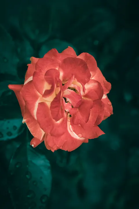 Cánh Hoa Hồng Hình Nền Điện Thoại · petals · 1440×2160