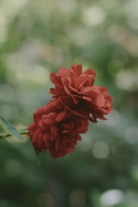 Rose Petals Phone Wallpaper · petals · 1440×2160