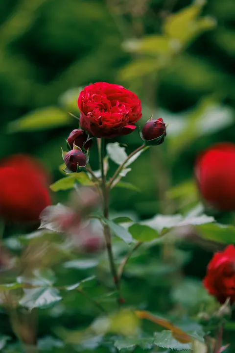 Rose Petals Phone Wallpaper · petals · 1440×2160