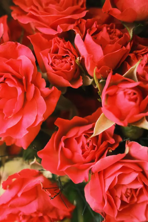 Rose Petals Phone Wallpaper · petals · 1440×2160