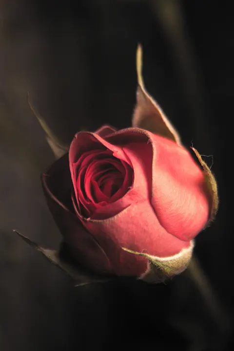 Rosenblätter Handy-Hintergrundbild · petals · 1440×2164