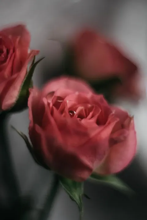 Gül Yaprakları Telefon Duvar Kağıdı · petals · 1440×2156