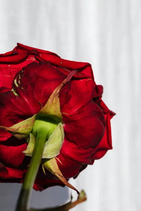 Rose Petals Phone Wallpaper · petals · 1440×2160