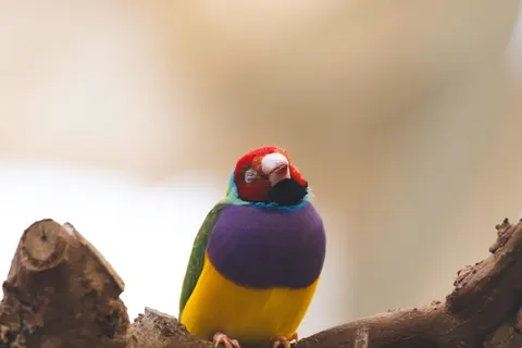 خلفية طائر استوائي بدقة 4K · animals · 3840×2560