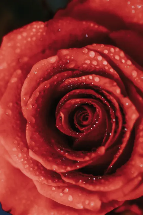 Rose Petals Phone Wallpaper · petals · 1440×2160