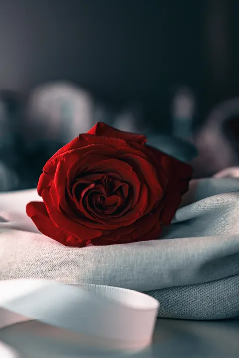 Rose Petals Phone Wallpaper · petals · 1440×2160