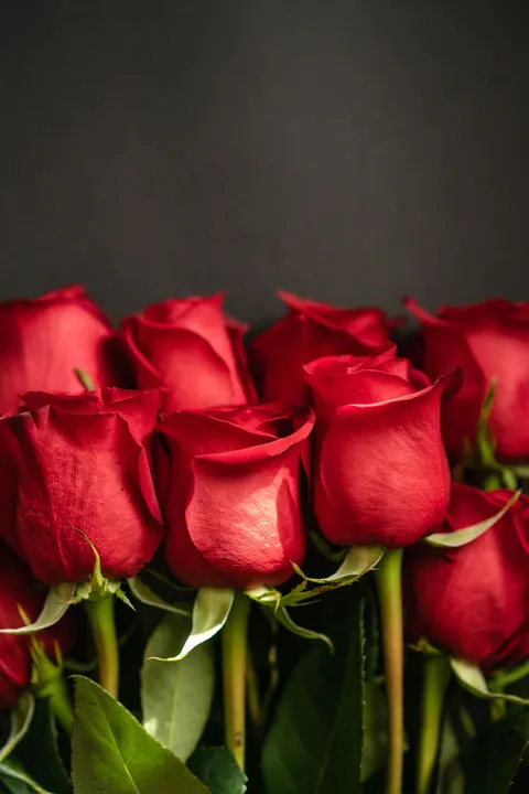Rose Petals Phone Wallpaper · petals · 1440×2160