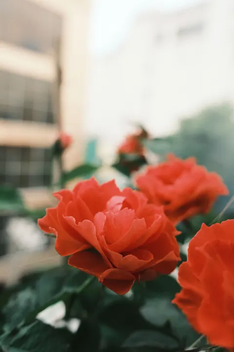 Rose Petals Phone Wallpaper · petals · 1440×2160