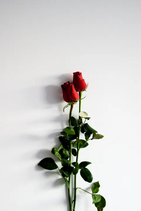 Rose Petals Phone Wallpaper · petals · 1440×2160