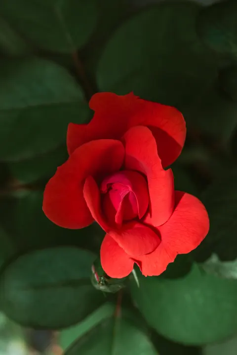 Rose Petals Phone Wallpaper · petals · 1440×2160