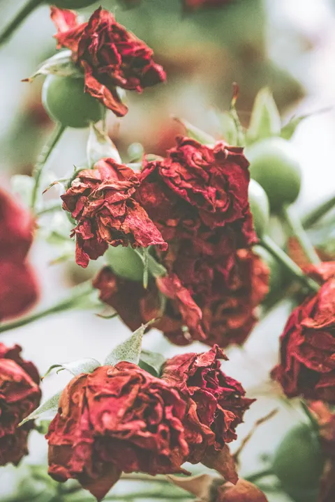 Rose Petals Phone Wallpaper · petals · 1440×2160