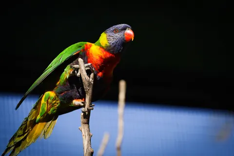 Обои Тропическая птица 4K · animals · 3840×2561