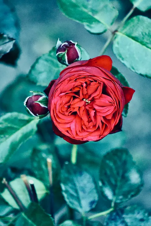 Rose Petals Phone Wallpaper · petals · 1440×2160