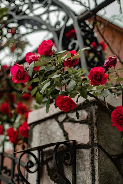 Rose Petals Phone Wallpaper · petals · 1440×2160