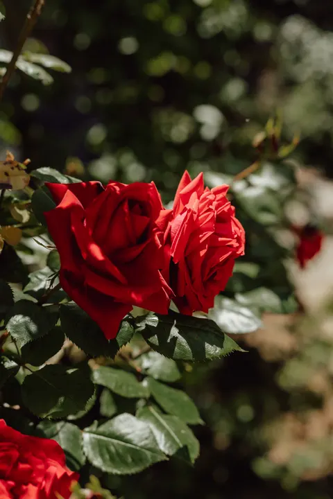 Rose Petals Phone Wallpaper · petals · 1440×2160